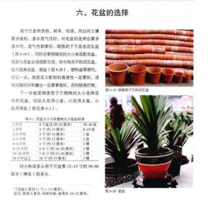 刚买的君子兰怎么养 如何养君子兰的小窍门