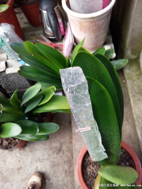 君子兰叶片不对称怎么办
