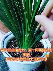 君子兰多久换一次盆土 君子兰何时需要更换土壤？