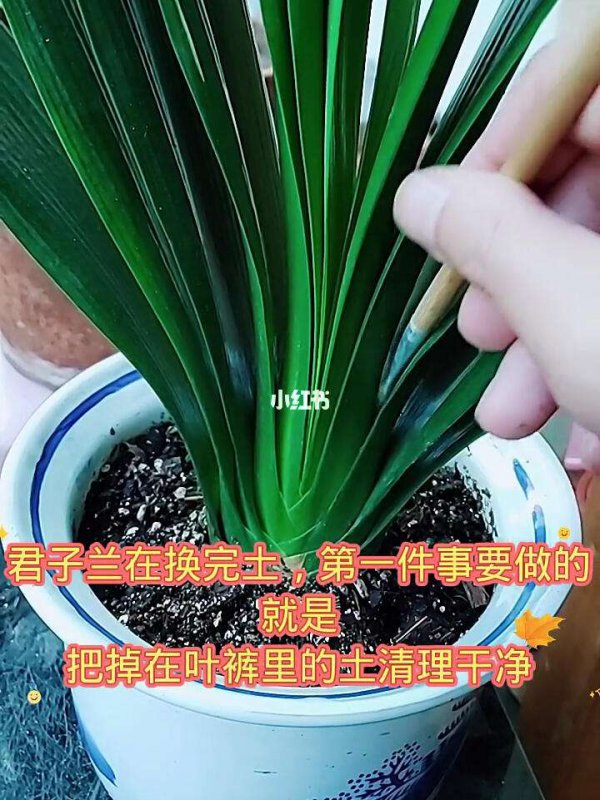 君子兰多久换一次盆土