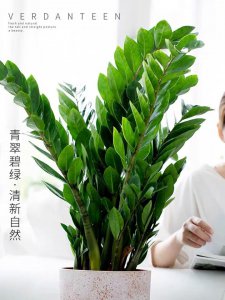 金钱树一盆栽几棵最好 金钱树一盆最适合种植几株