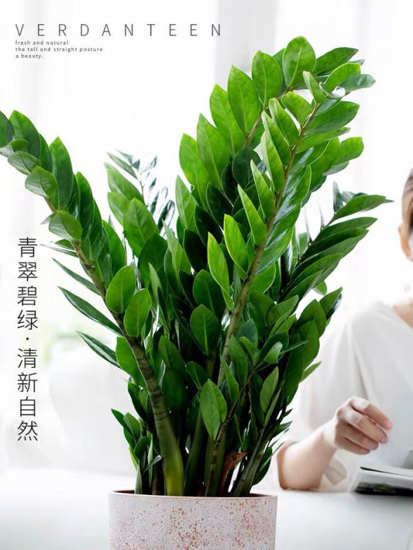金钱树一盆栽几棵最好