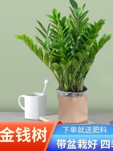 让金钱树变粗的方法 增加金钱树的生长力量