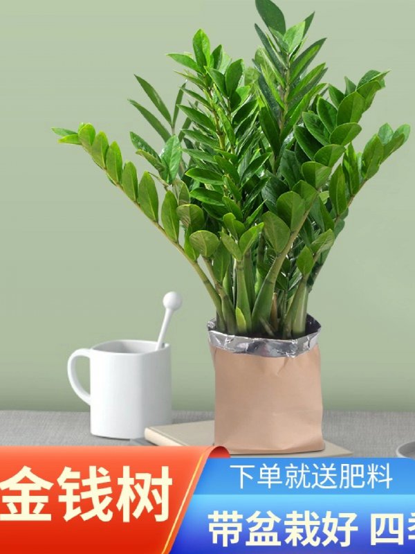 让金钱树变粗的方法