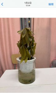 金钱树冻了能缓过来吗 金钱树冻结后能复苏吗？
