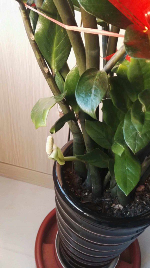 金钱树开什么样的花