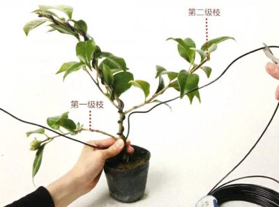 金钱树怎么固定成型 如何固定金钱树的形状？