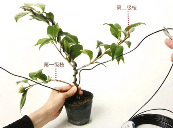 金钱树怎么固定成型
