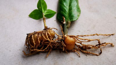 移栽金钱树需要泡根吗 种植金钱树需要泡水根吗？