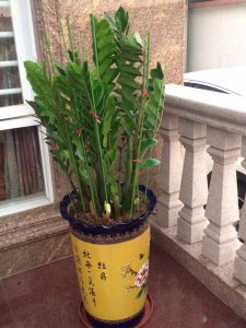 金钱树长的太高太弯怎么办 金钱树长得太高弯曲了该怎么处理？
