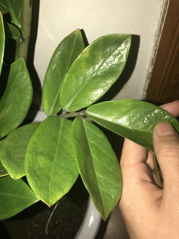 金钱树秋天会落叶吗