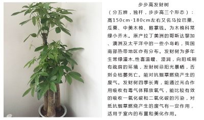 金钱树怎么发展多颗 怎样让金钱树结果更多分支？