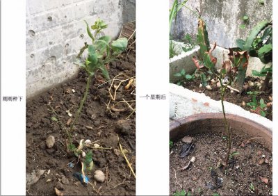 蓝莓苗僵苗怎么办 蓝莓苗枯萎如何处理？