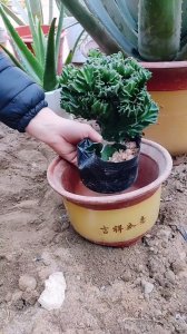 麒麟花水浇多了怎么办 麒麟花过度浇水怎么办？