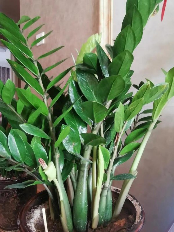 怎样种金钱树长得好