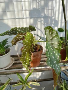 飞羽竹芋水浇多了怎么办 飞羽竹芋过多浇水怎么处理？