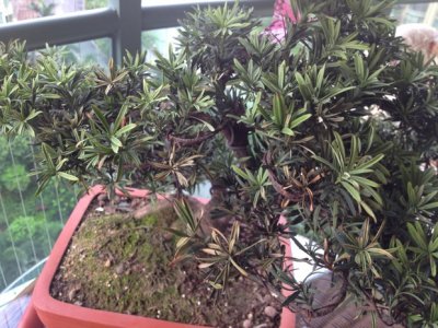 罗汉松水浇多了怎么办 罗汉松过度浇水的应对方法