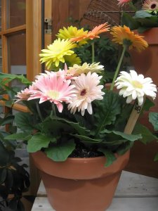非洲菊水浇多了怎么办 非洲菊过度浇水怎么处理？
