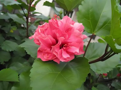 扶?；ㄋ蕉嗔嗽趺窗?如何处理扶?；ü嗟慕剿榭?？