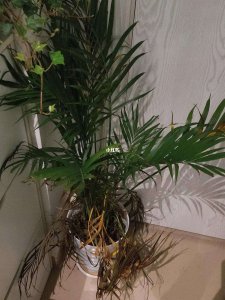 散尾葵水浇多了怎么办 如何处理散尾葵过浇水问题？