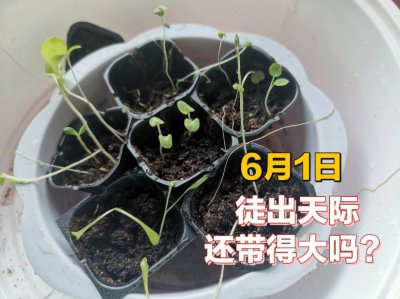 土豆徒长了怎么办 土豆长势过旺如何处理？