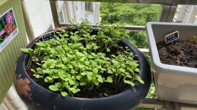 鸡毛菜徒长了怎么办 鸡毛菜长势过盛怎么处理？