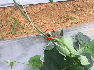 丝瓜徒长了怎么办 丝瓜过长应该怎么处理？