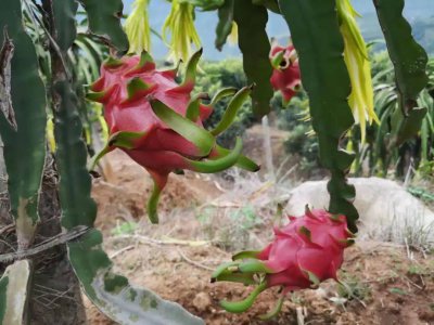 种火龙果几年结果 火龙果种植几年结果如何？