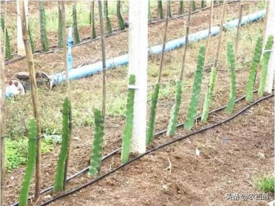 盆栽火龙果怎么搭架子 盆栽火龙果如何搭建支架