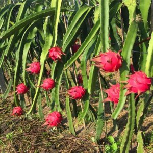 盆栽火龙果几年结果 盆栽火龙果几年开花结果？