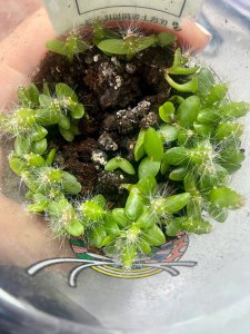 火龙果怎么长出来的 火龙果的成长过程是怎样的？
