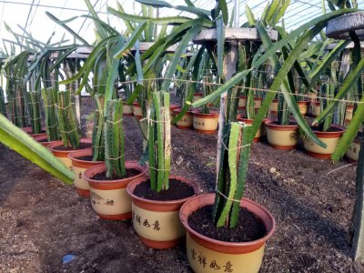 盆栽火龙果怎样种植才能结果 盆栽火龙果如何栽培才能结果实