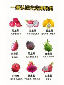 火龙果什么时候成熟 火龙果何时可以收获？