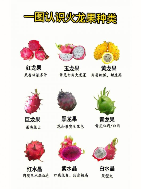 火龙果什么时候成熟