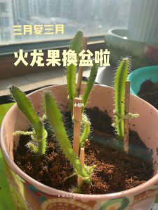 火龙果种子能种出火龙果吗 火龙果种子能不能种植出火龙果？