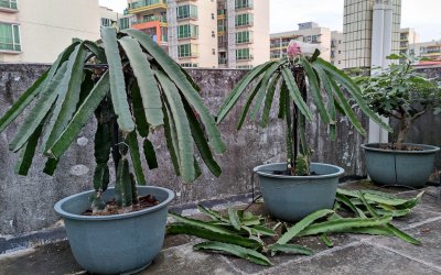 火龙果的花为什么要剪掉 为什么要剪掉火龙果的花？