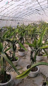 盆栽火龙果种植技术和技巧 盆栽火龙果种植要点
火龙果盆栽种植要诀