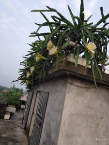 盆栽火龙果长多高打顶 盆栽火龙果何时达到顶部高度