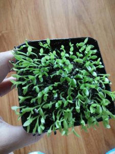 火龙果籽怎么种小盆栽 如何在小盆栽中种植火龙果籽？