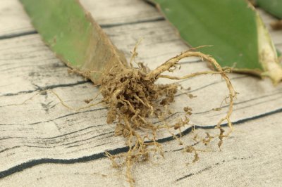 火龙果根部腐烂怎么办 火龙果底部腐烂应对方法