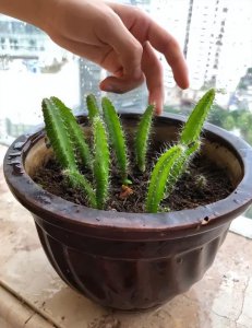 火龙果盆栽怎么种 保温保湿快速催根出芽