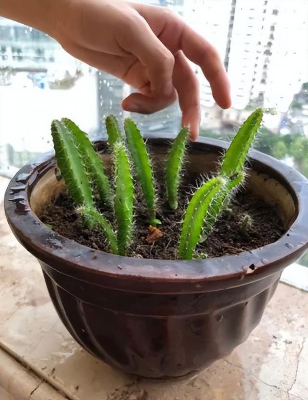 火龙果盆栽怎么种，保温保湿快速催根出芽