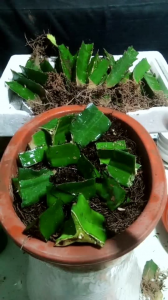 火龙果种植盆栽方法 可用扦插或播种方式繁殖