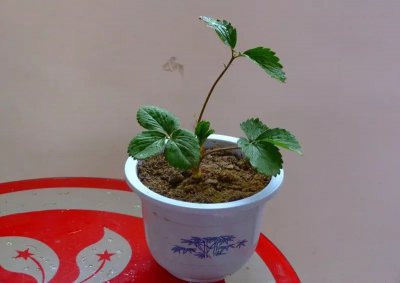 盆栽草莓怎么养殖方法 浇水浇足浇透保证盆土湿润