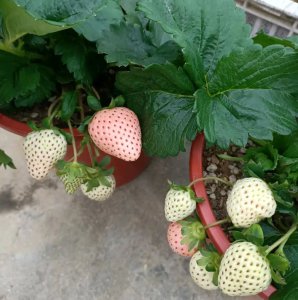 盆栽草莓冬天在家怎么养 室内盆栽草莓冬季养护指南