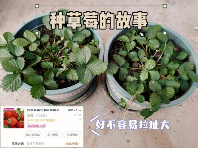 盆栽草莓冬天怎样才结果 盆栽草莓冬季结果如何？