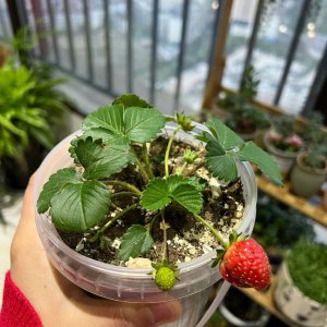 盆栽草莓生长缓慢的原因 盆栽草莓生长速度慢的原因