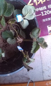 为什么盆栽草莓总养不活 为何养不活盆栽草莓？