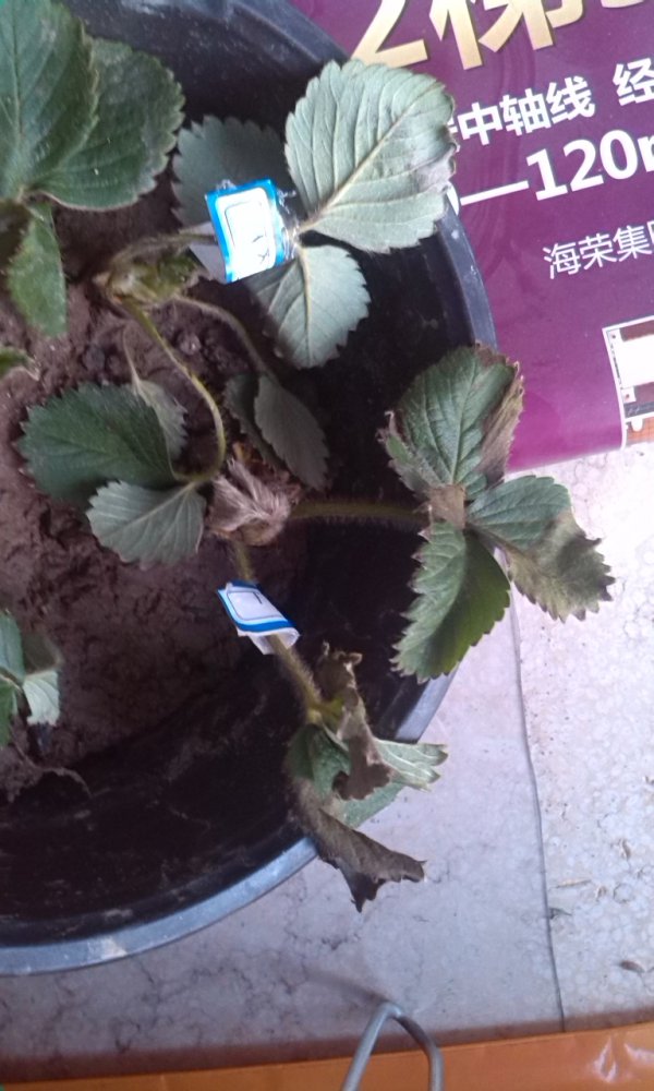 为什么盆栽草莓总养不活
