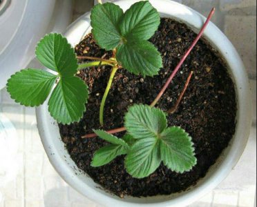 草莓种植盆栽 种植草莓的盆栽
栽种草莓的盆栽